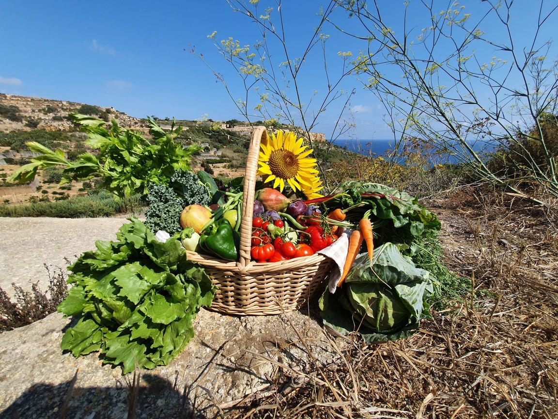 basket of different produce